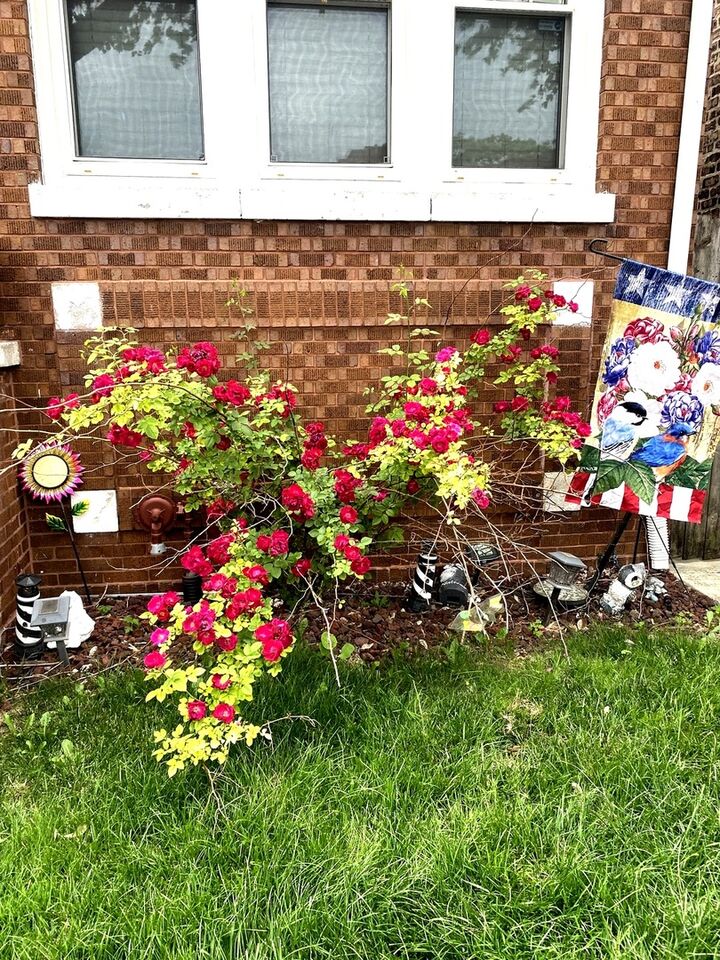 Property Photo:  6433 S Talman Avenue  IL 60629 