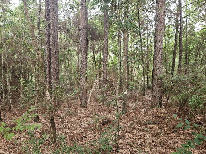 Property Photo: 1.12 Acres Possum Ridge Road FL 32539