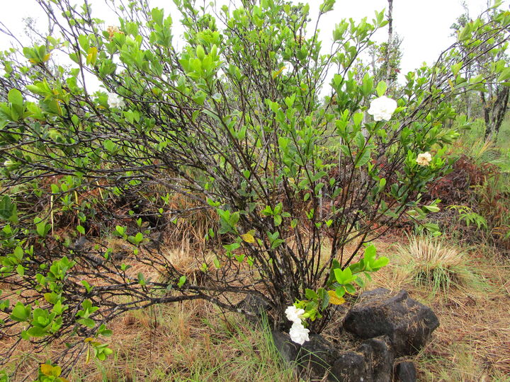 Property Photo: Omeka Rd HI 96785