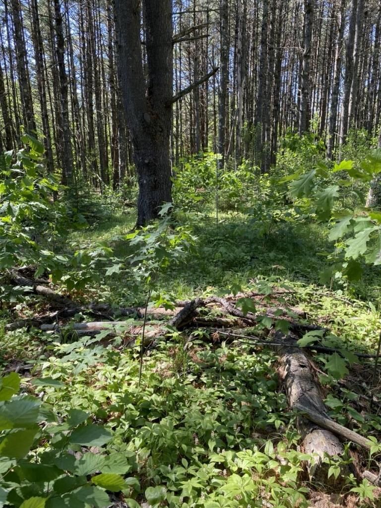 Property Photo:  Lot 10,11,12,13 Rockwood Drive  WI 54548 