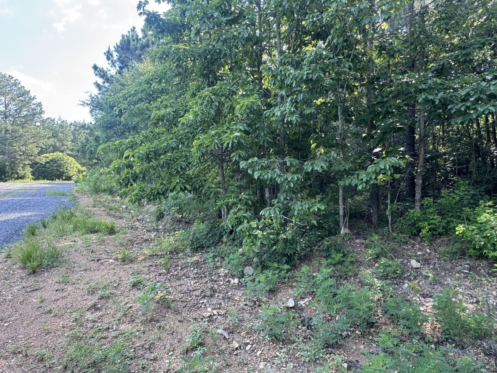 Property Photo:  0 Rustic Pines Rd  TN 37058 