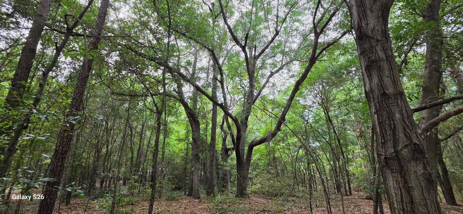 Property Photo: 00 Cooper Lane SC 29148