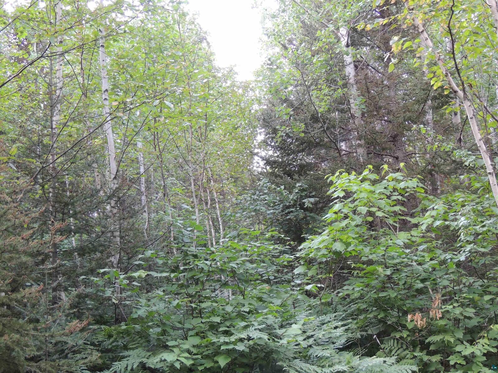 Property Photo:  X3 Cougar Tr  MN 55604 