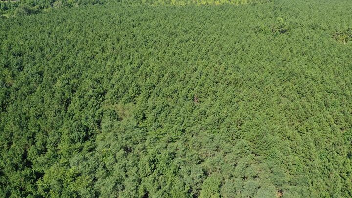 Property Photo:  0000 County Road 1619  TX 75563 
