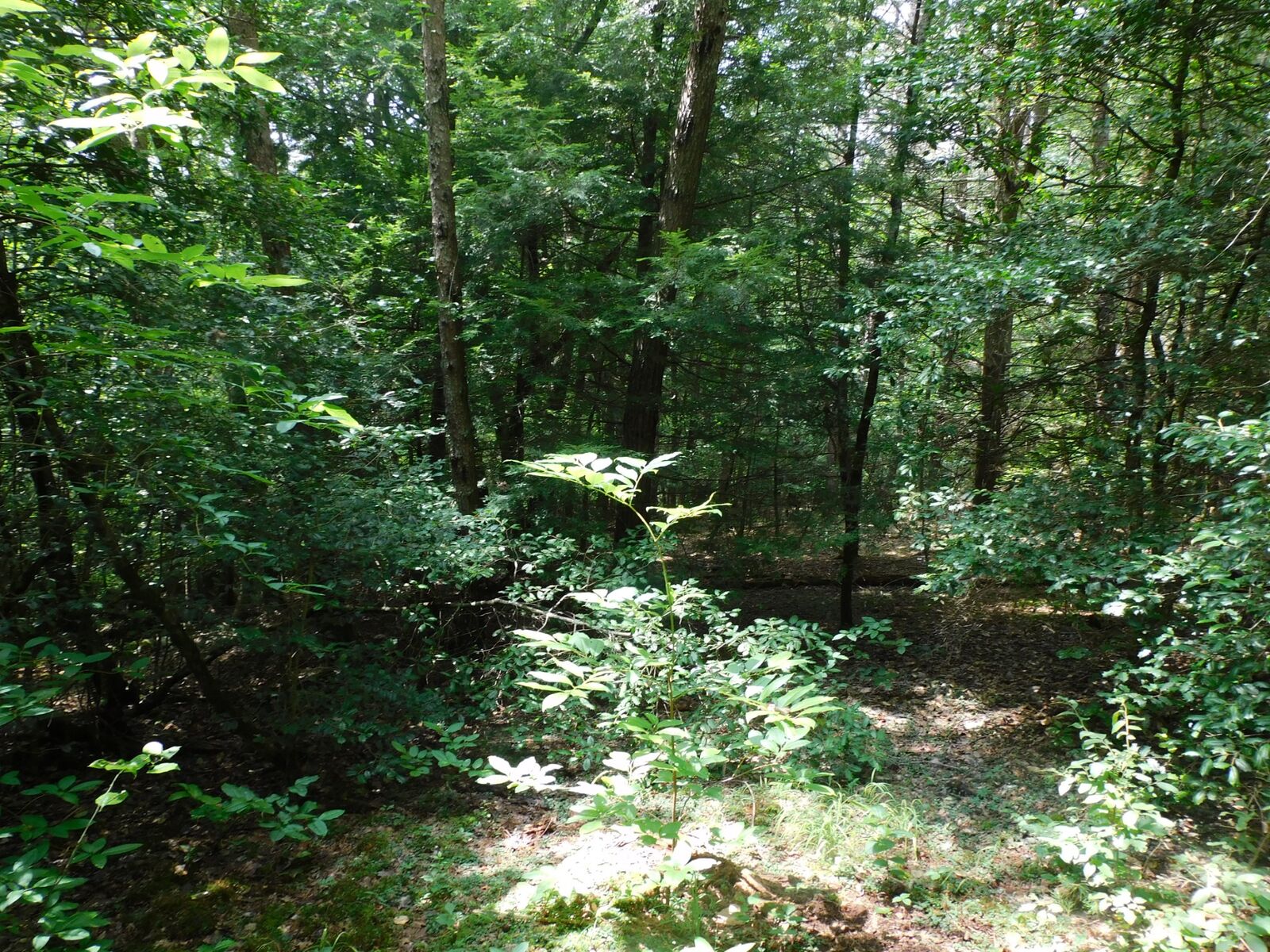 Property Photo: 0 Old Highway 56 TN 37313