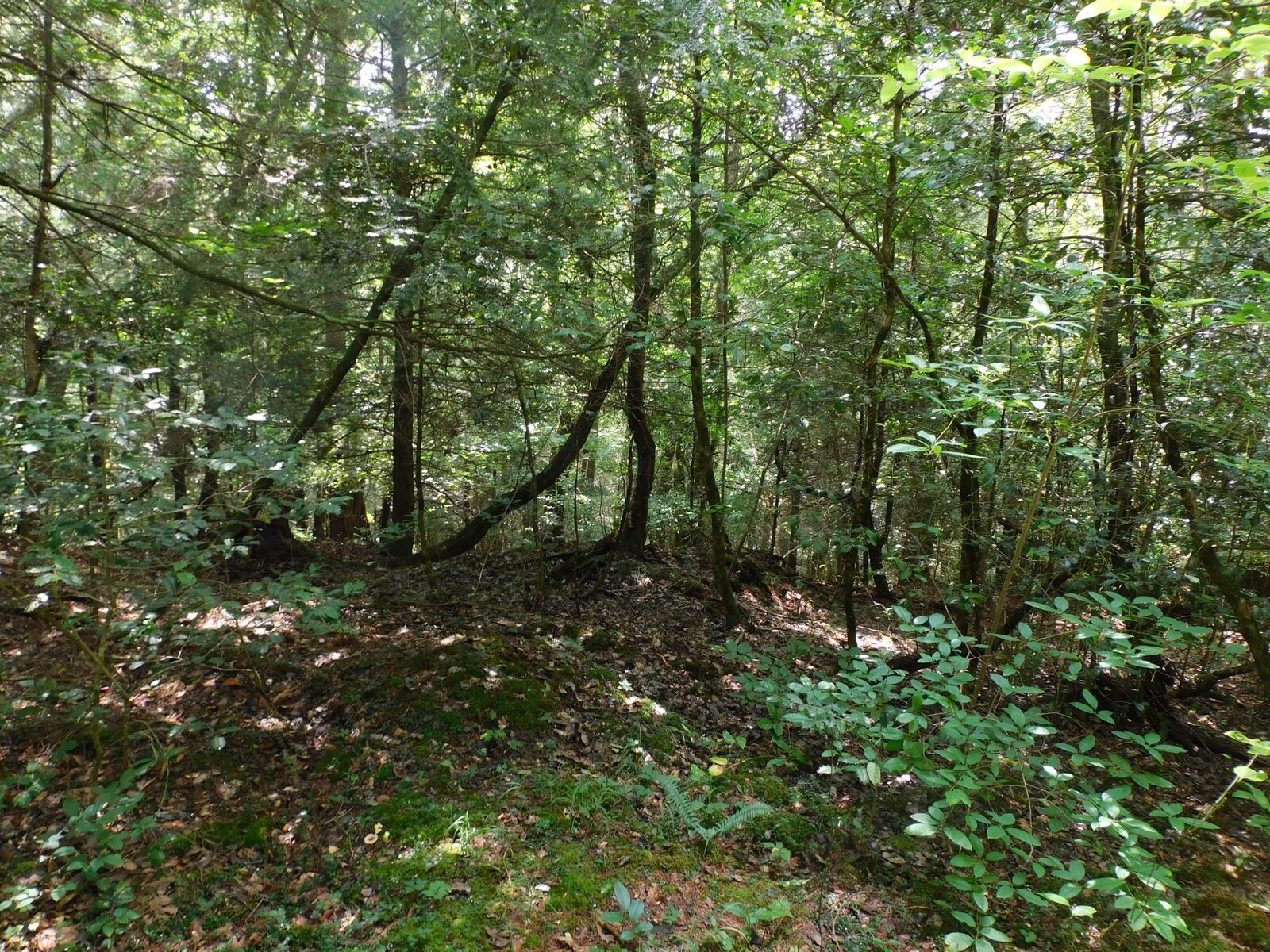 Property Photo: 0 Old Highway 56 TN 37313