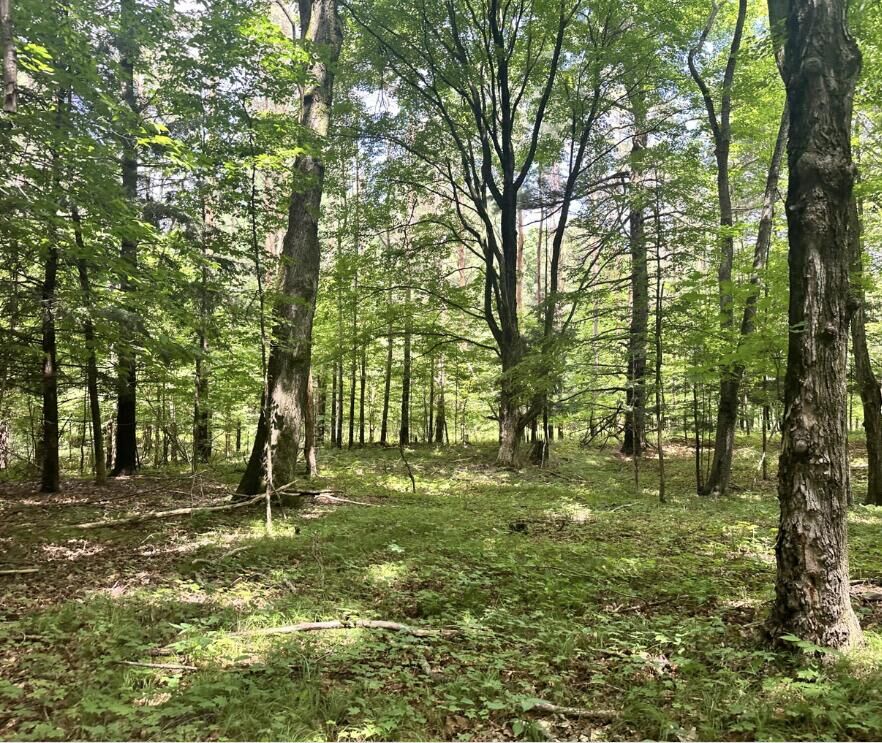 Property Photo:  12917 2 Mile Road  MI 49639 