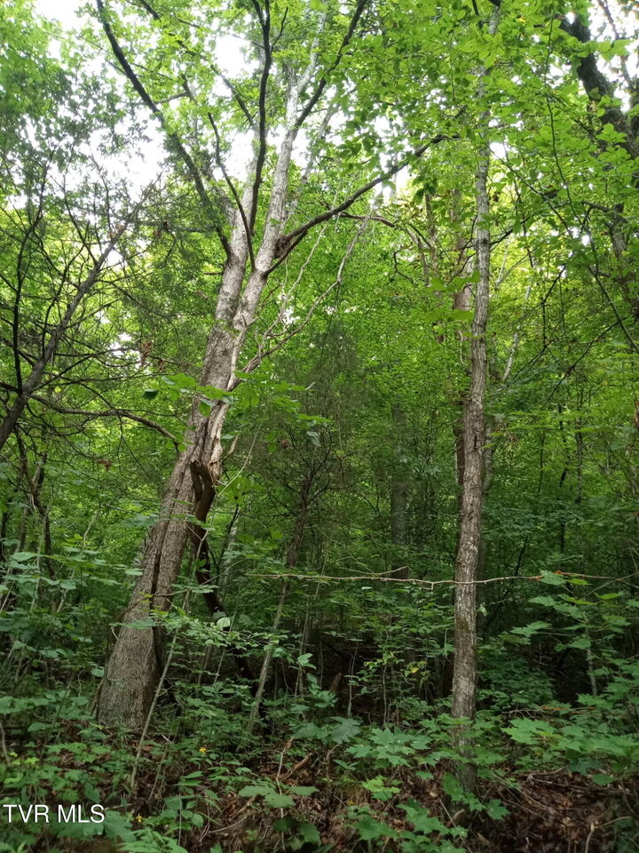 Property Photo:  520 Byrd Creek Road  TN 37869 