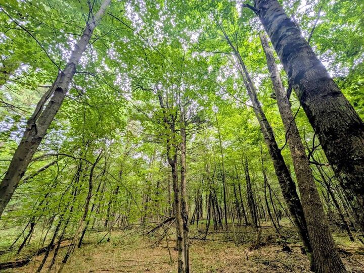 Property Photo: 0 County Road C WI 54613