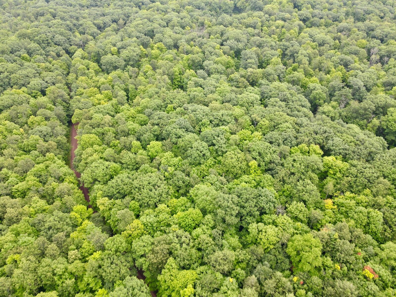 Property Photo:  Lot 4 Crane Foot Lake Rd  WI 54435 