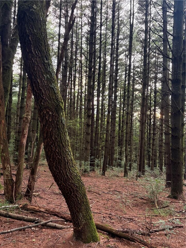 Property Photo: Lots 15-17 Friendly Lane NC 28623