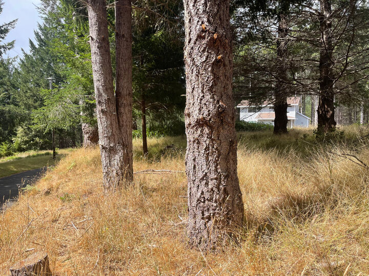 Property Photo:  243 Debbie Lane  CA 95589 
