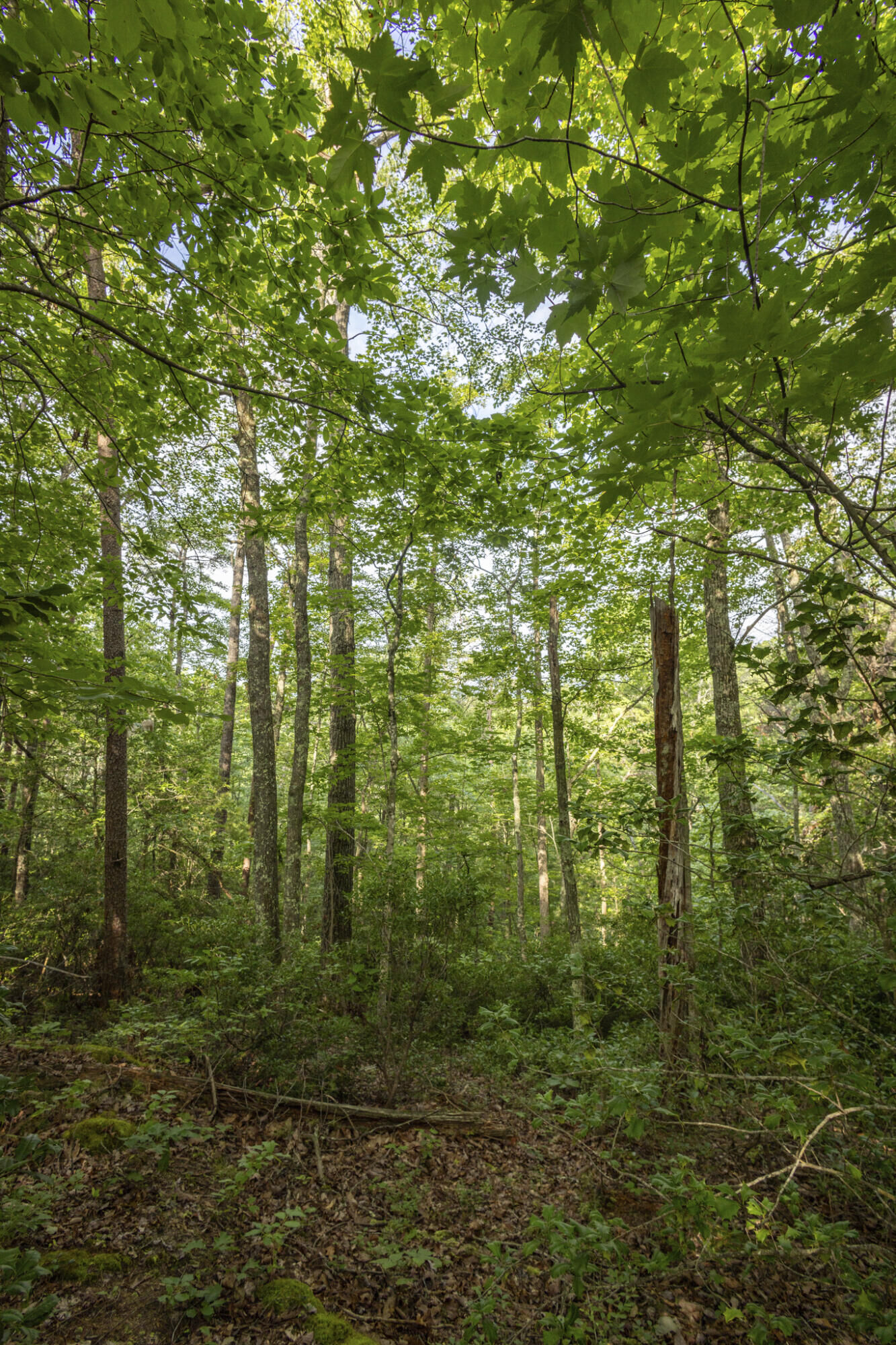 Property Photo:  Lot 116-120 Highland Heights  KY 41397 