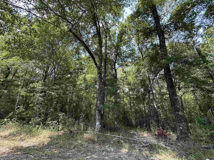 Property Photo: Lot 2 Oleander TX 77657