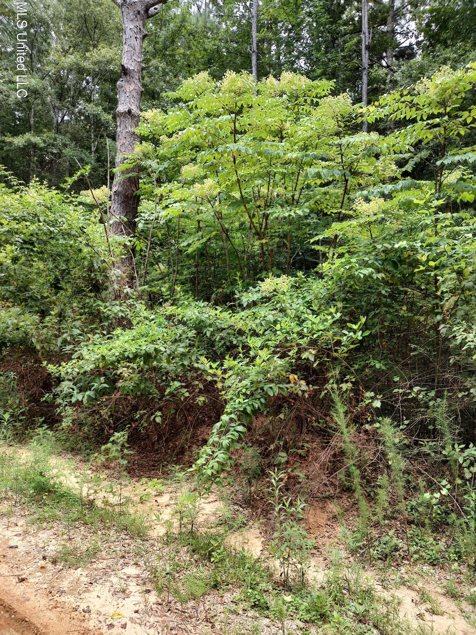 Property Photo: Lakeshore Drive MS 39455