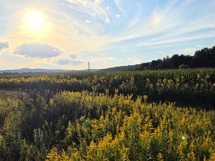 Property Photo:  501 State Highway 80  NY 13411 