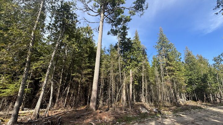 Property Photo: Tbd Shiawassee Trl Lot 128 MI 49745