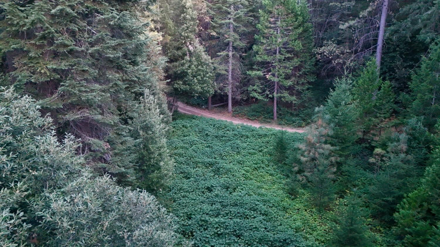 Property Photo:  10466 N Camptonville  CA 95922 