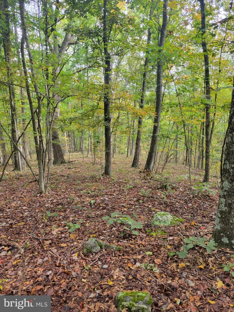 Property Photo:  Bear Road  WV 26714 
