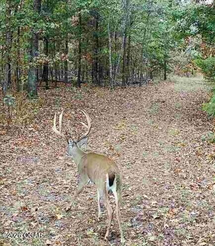 Property Photo: 114 Acres Styles Road -- MO 64854