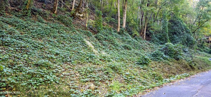 Property Photo:  Lot 40 Black Walnut Flats Rd  TN 37862 