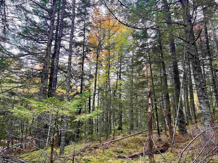 Property Photo:  Lot 62 Sand Cove Rd (Portion Of)  NS B0T 1B0 