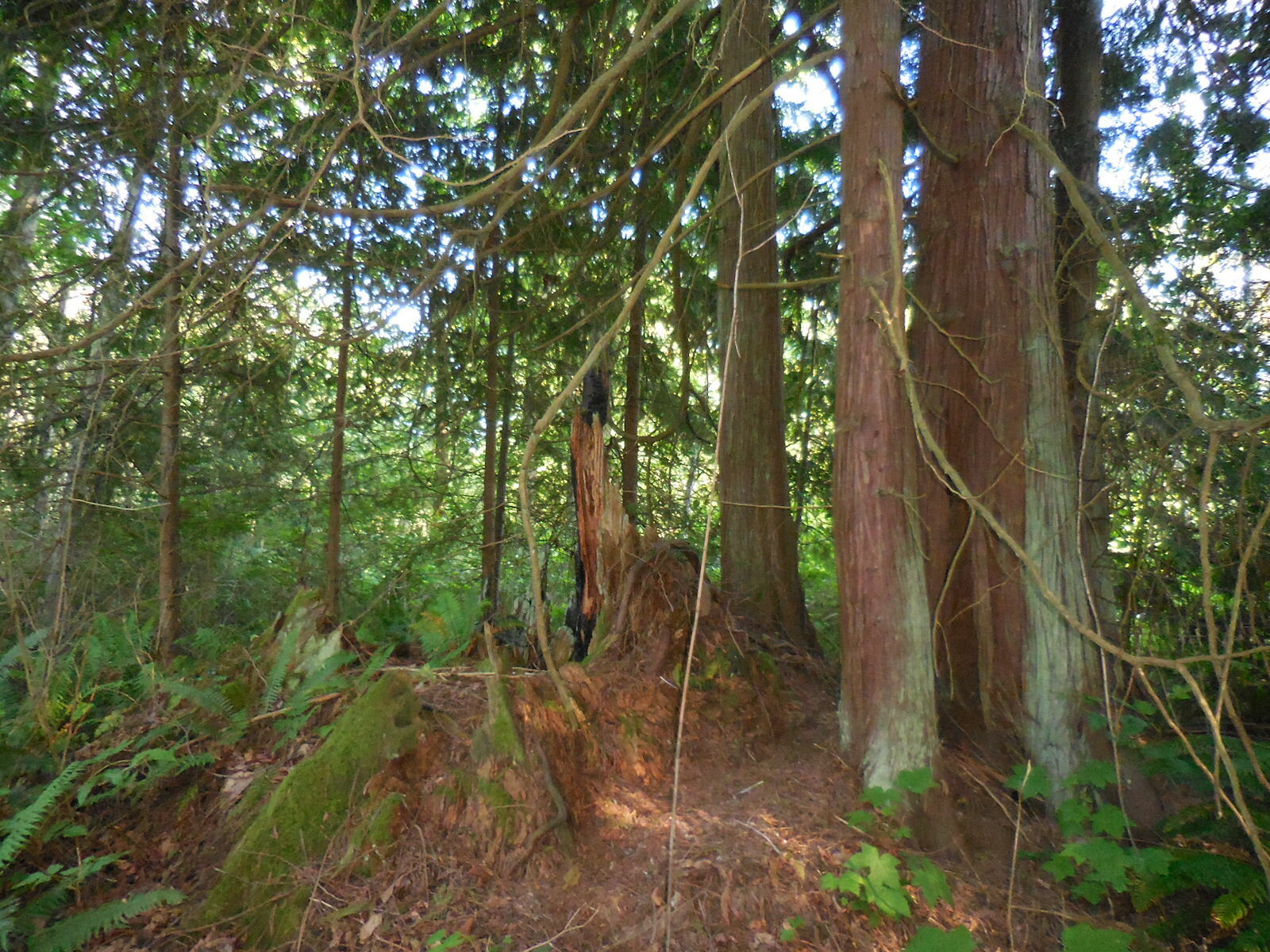 Property Photo: 1.37 ac of hansville's nw beauty 0 Hood Canal Dr NE  WA 98340 